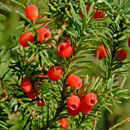 Taxus baccata - tis obyčajný